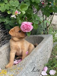 lou im trog mit rosen