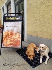 unser Frauchen - ein Schifferlfr&uuml;hst&uuml;ck-und des dauert und dauert....